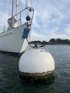 Two birds on our mooring buoy in Itchenor