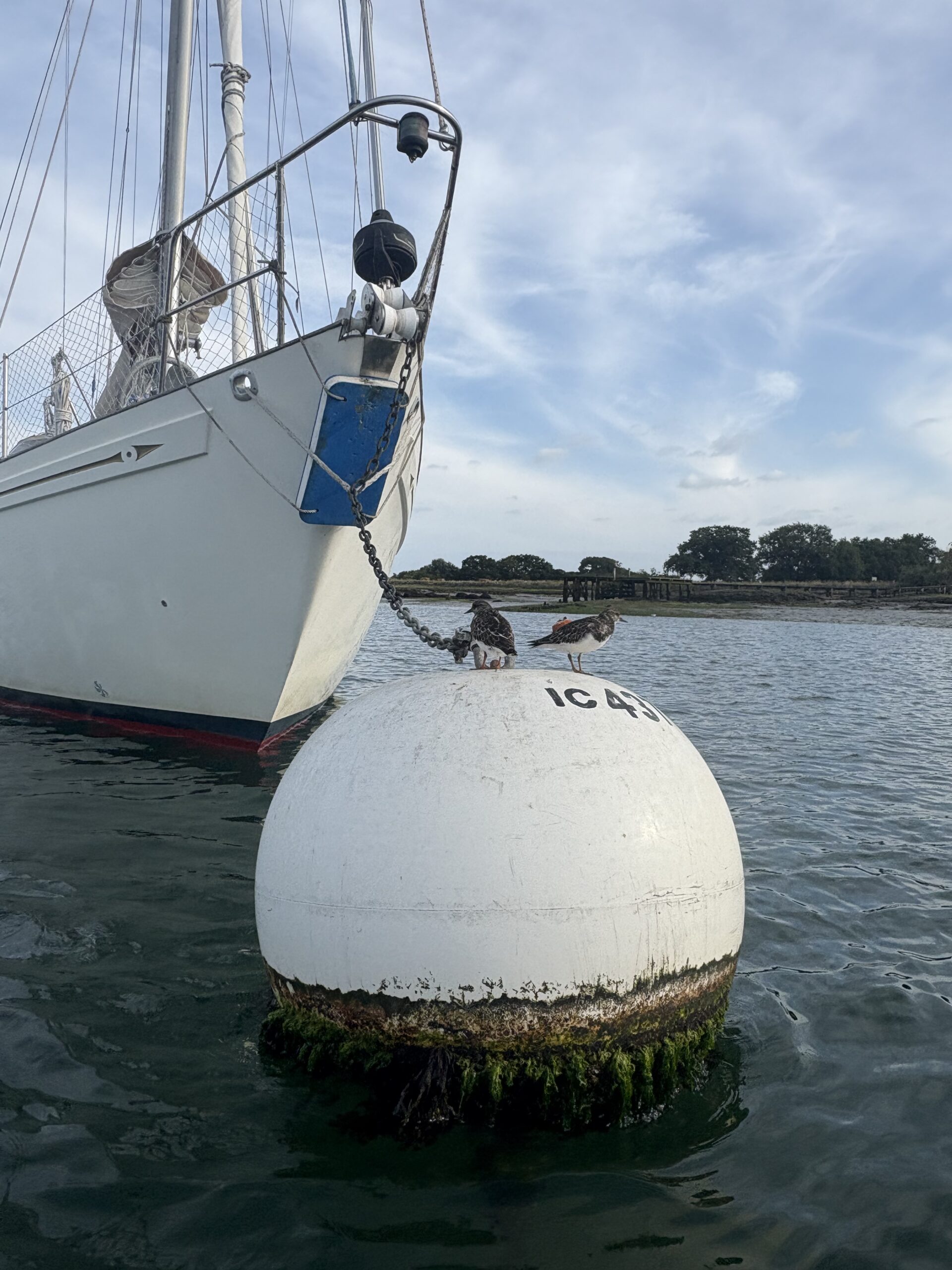 Two birds on our mooring buoy in Itchenor