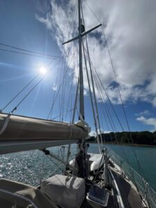 Sunny picture of Calidris Alba