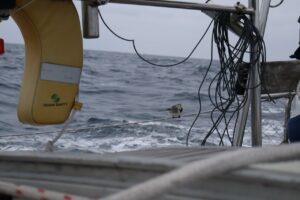 A bird sat on the guard wire